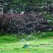 Умная система полива NEW автоматический для газонов на 360 градусов Lawn Sprinkler LAS360 фото 5